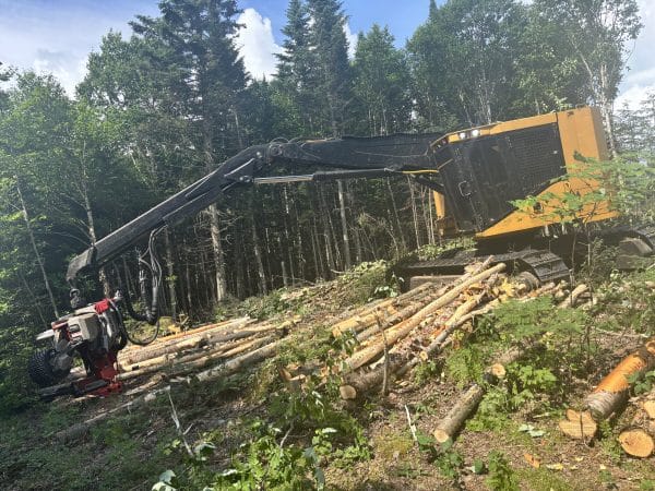 Bûcheuse Tiger Cat 822C 2009 avec tête Ponsse H7HD 2021